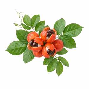 Guarana