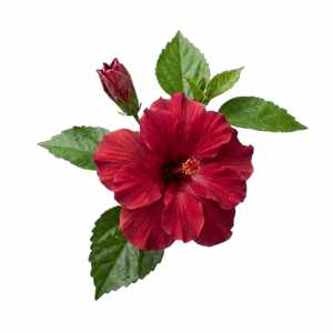 Hibiskus